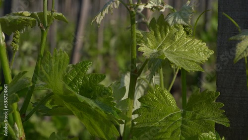 Vines On Stakes Grow As Grape Bunch Start to Show at Ermitage Vineyard photo