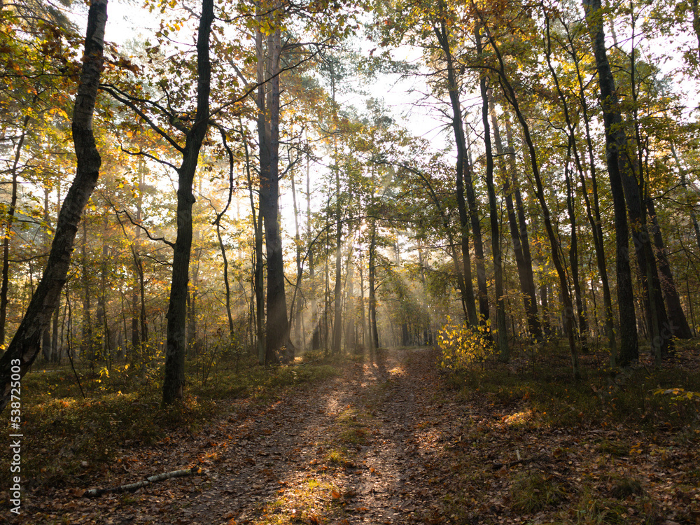 Fototapeta premium autumn forest in the morning