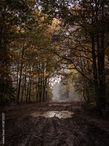 autumn forest in the morning