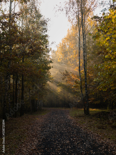 autumn in the park © dywandrewniany