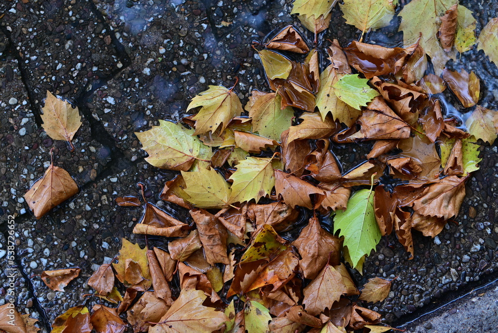 Autumn leaves on a wet road from above