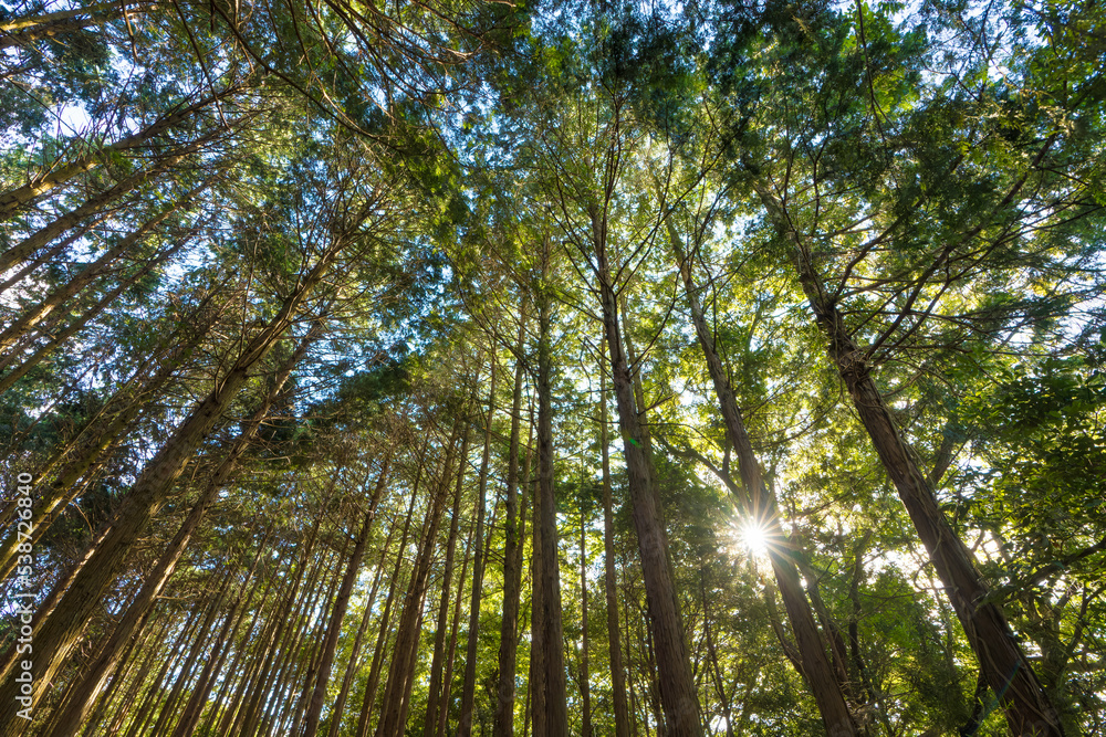 Obraz premium 杉林と太陽(大分県由布市)
