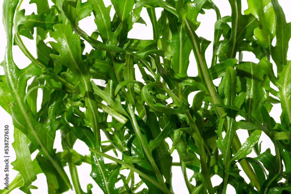 fresh arugula fresh arugula