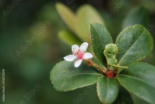 Closeup of a Rhaphiolepis umbellata flower in a garden with blurred background photo