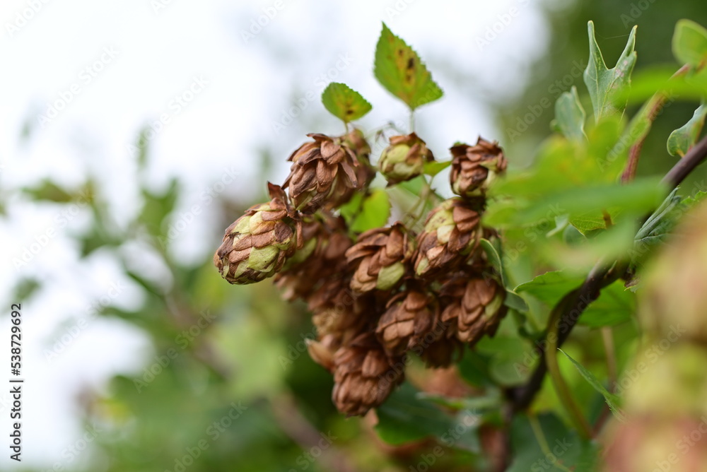 brown and green hop cones against blurred green trees brown and green hop cones against blurred green trees