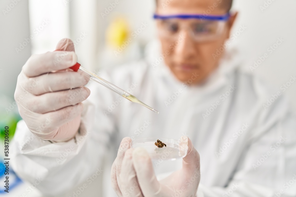 Young latin man scientist pouring liquid on cannabis herb sample at laboratory Young latin man scientist pouring liquid on cannabis herb sample at laboratory