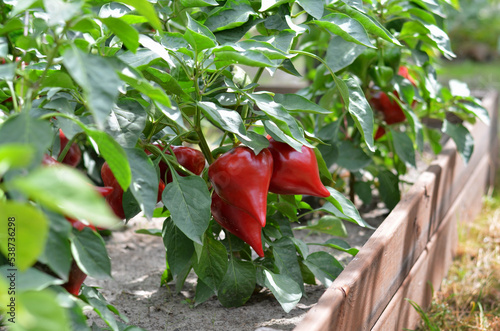 Ripe red pepper growing on a raised bed in the vegetable garden. Concept of growing your own organic food.