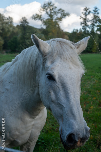 White horse in the field © Inessa