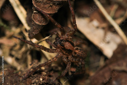 agelena labyrinthica spider macro photo photo