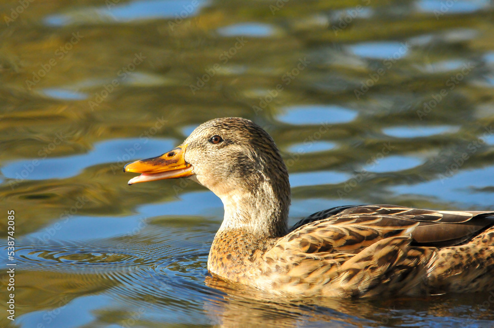 ducks on the lake 2022 in summer ducks on the lake 2022 in summer