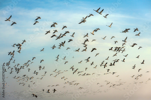 Snow Geese Taking Flight From a Farm Field. Thousands of snow geese wintering in the Skagit Valley after migrating from Russia’s Wrangel Island, a UNESCO World Heritage Site.