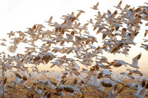 Snow Geese Taking Flight From a Farm Field. Thousands of snow geese wintering in the Skagit Valley after migrating from Russia’s Wrangel Island, a UNESCO World Heritage Site.