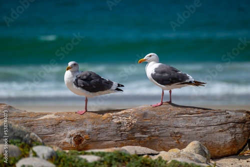 Fototapeta Naklejka Na Ścianę i Meble -  seagull on the beach