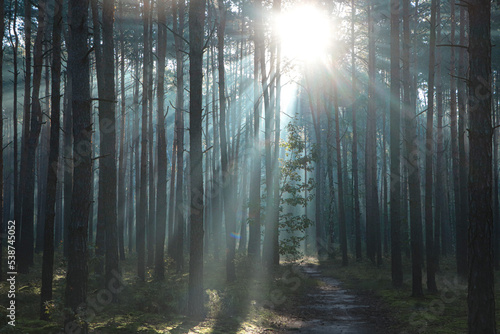 Majestic view of forest with sunbeams shining through trees in morning