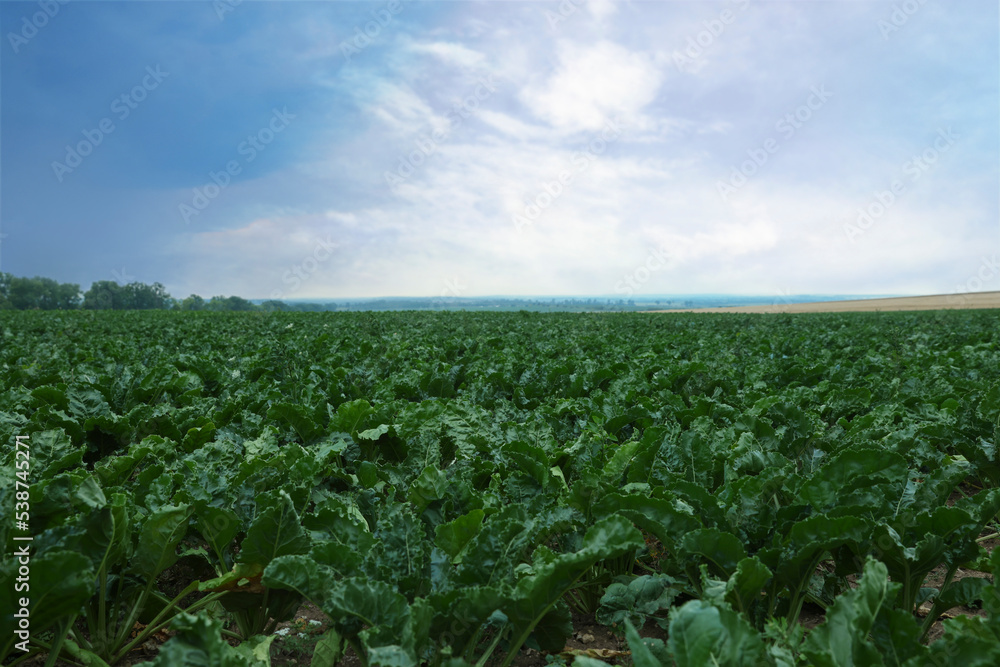 Beautiful view of beet plants growing in field