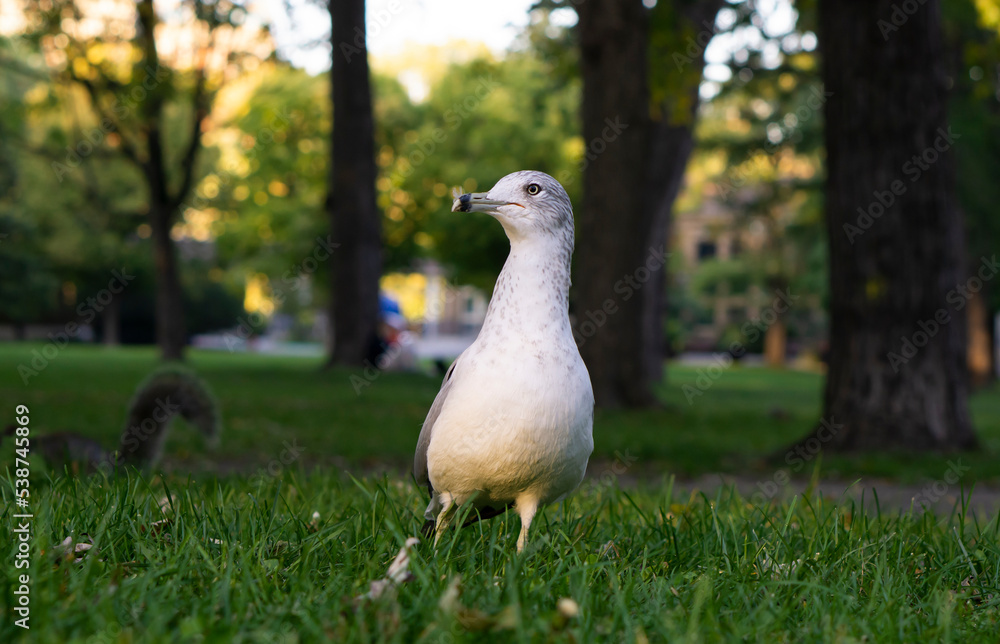 Kelp Gull (Larus dominicanus dominicanus) on the Ground in the park in Montreal, Quebec, Canada.
Kelp Gull (Larus dominicanus dominicanus) on the Ground in the park in Montreal, Quebec, Canada.
