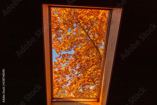 Fall Autumn Foliage window view