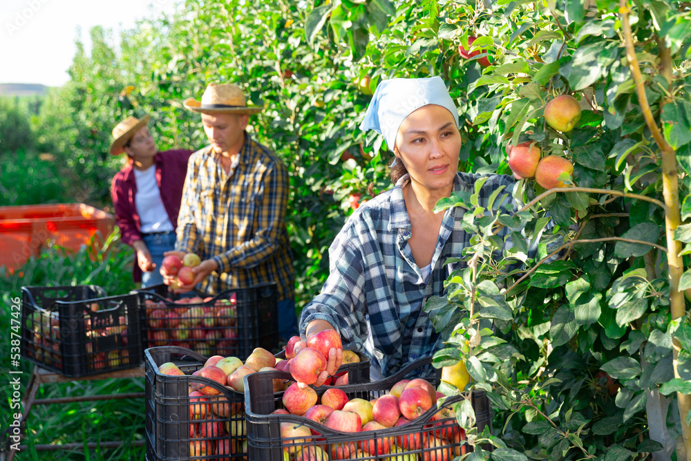 Obraz premium Three plantation workers picking apples and stacking them in plastic crates.