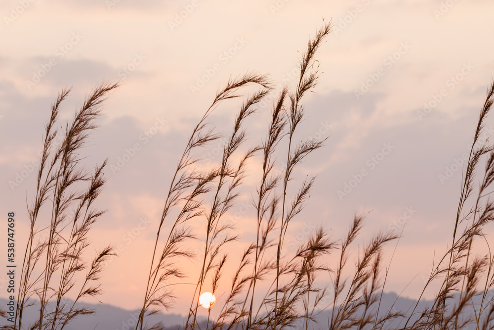 Obraz premium Close Up Summer Autumn Grass In sunset sky background