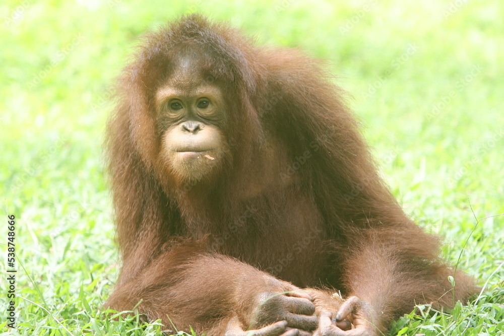 Fototapeta premium The young orangutan