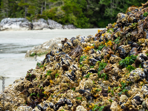 seaweed on the rocks