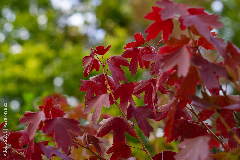 Autumn. Multi-colored leaves. autumn in Quebec. Background group of autumn orange leaves. Outdoors. Autumn. Multi-colored leaves. autumn in Quebec. Background group of autumn orange leaves. Outdoors.
