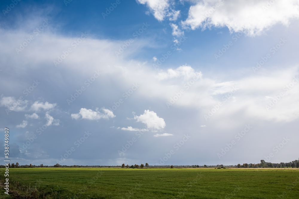 Beautiful agricultural landscape. Field with sprouted plants, against a blue sky with clouds. Magnificent rural view. Beautiful agricultural landscape. Field with sprouted plants, against a blue sky with clouds. Magnificent rural view.