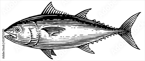 Bluefin Tuna - Hand drawn illustration of a Bluefin tuna in a vintage woodcut style. 