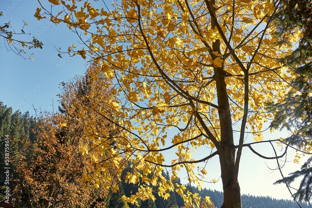 Autumn forest detail