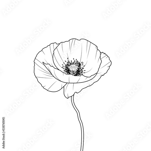Mak - piękny rozwinięty kwiat. Ręcznie rysowany dziki kwiat. Botaniczna ilustracja wektorowa.