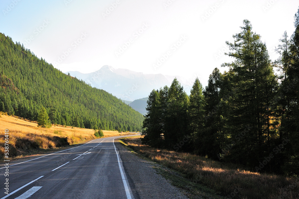 Asphalt road in the shade of tall pines going through a picturesque valley to meet snow-capped mountains.