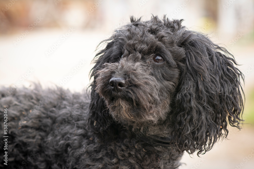 Portrait of a beautiful dog posing for the camera, looking serious Portrait of a beautiful dog posing for the camera, looking serious