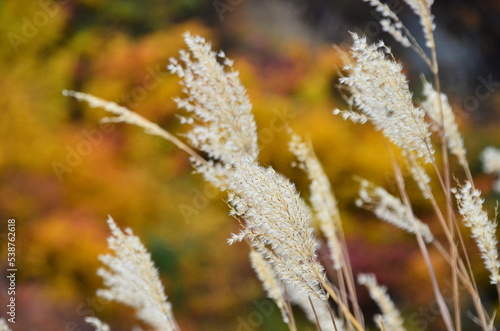 Mt Kurikoma is a volcano on the prefectural borders of Akita, Iwate and Miyagi. It is famous for having a wide range of mountain plants and amazing fall foliage. It is known as one of Japan’s best Mt. © Optimistic Fish