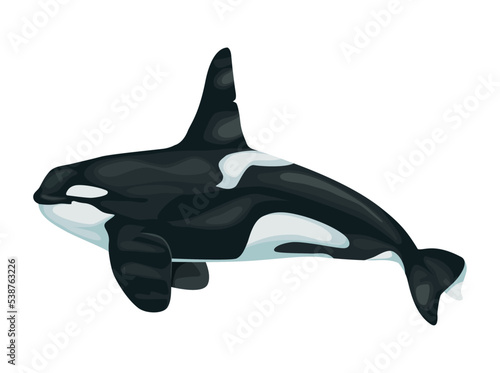 killer whale sealife