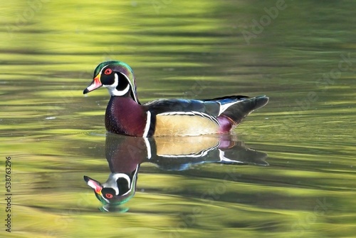 Wood duck casts a mirror like reflection. photo