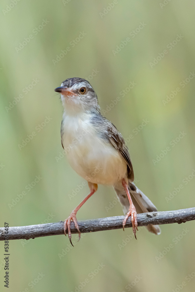 The Plain Prinia on field in nature The Plain Prinia on field in nature