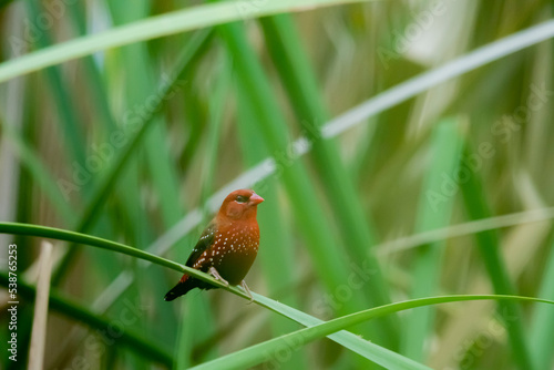 The red avadavat on field in nature © Sarin