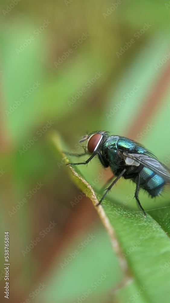 Fototapeta premium fly on leaf