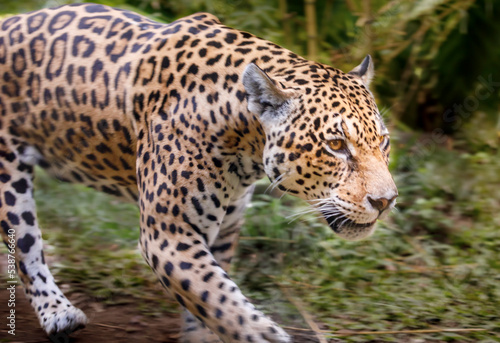 Jaguar Panthera onca majestic feline  hunting in Pantanal  Brazil