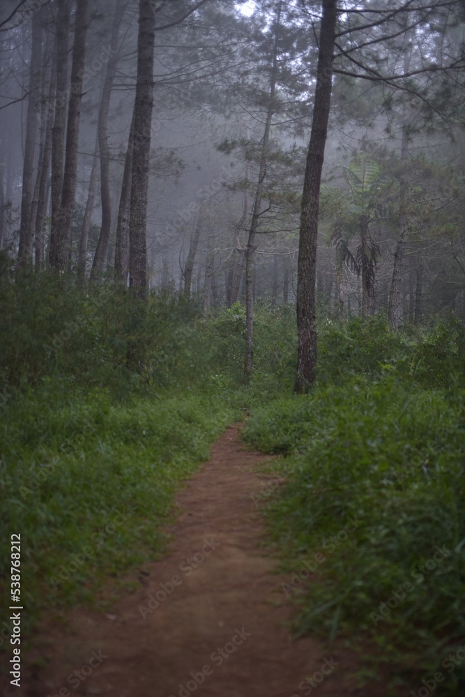 footpath in the woods