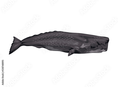 sperm whale sealife