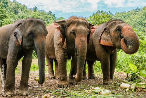 Fototapeta Elefantes a color
