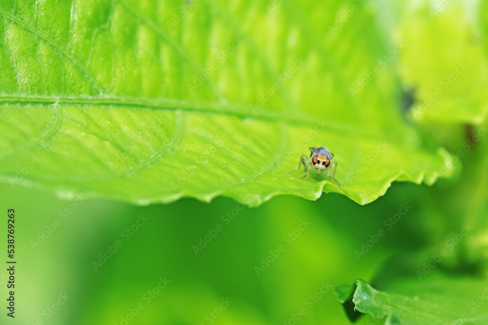 Naklejka premium fly on leaf