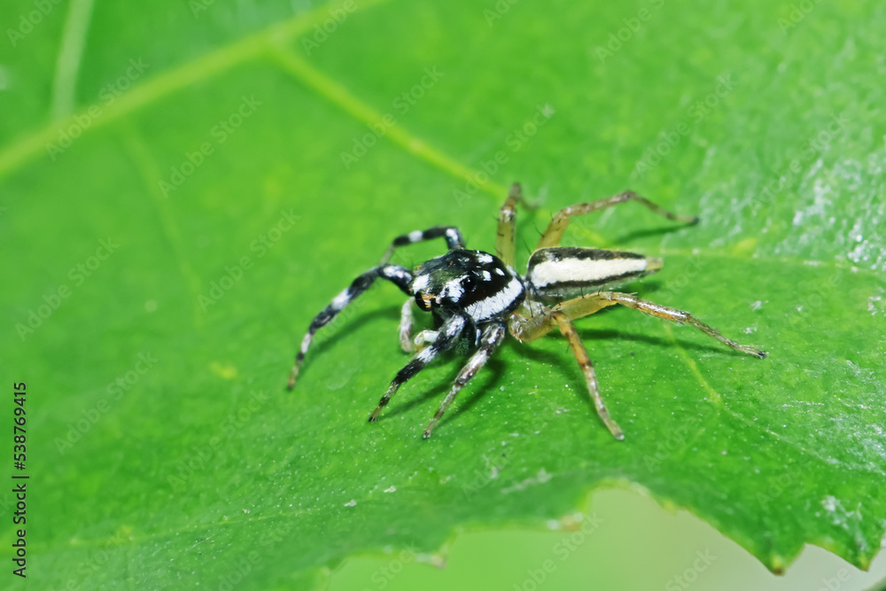 A jumper spider on green leaf A jumper spider on green leaf