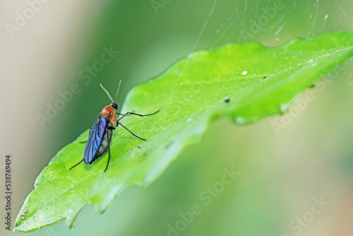 a mosquito on green leaf © Sarin
