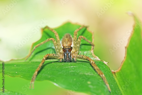 A long leg spider on green leaf