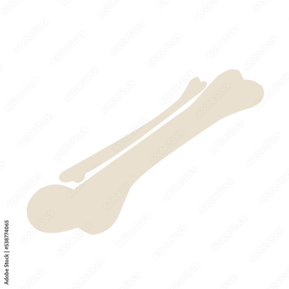 bone illustration bone illustration