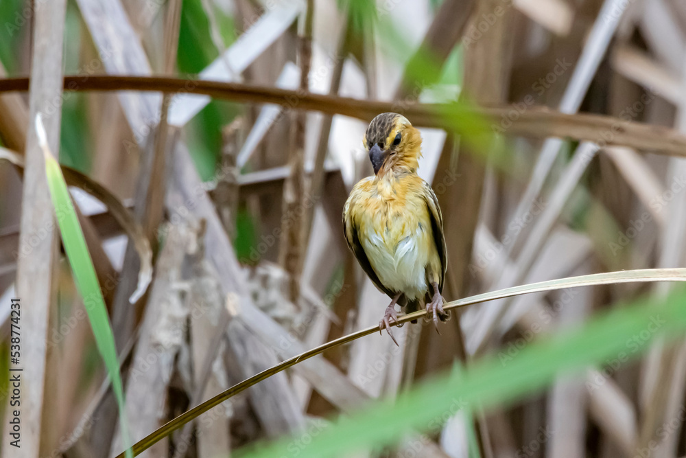 baya weaver on field in nature baya weaver on field in nature