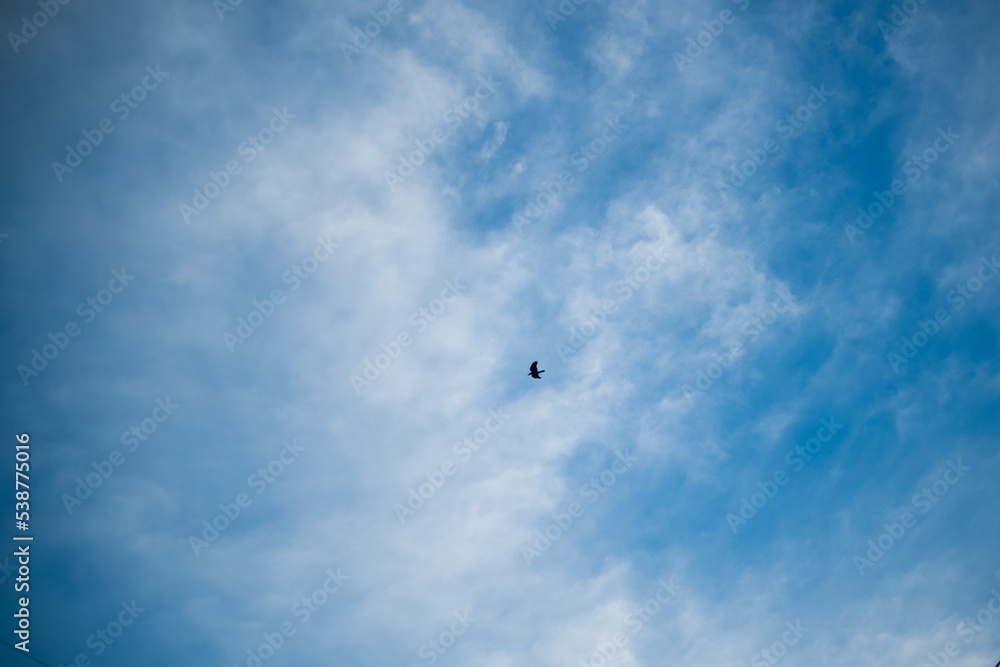 bird in the blue sky bird in the blue sky