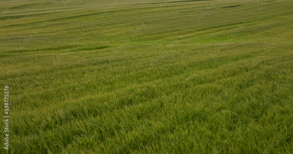 Flying over endless fields of lush green wheat grain crop Flying over endless fields of lush green wheat grain crop